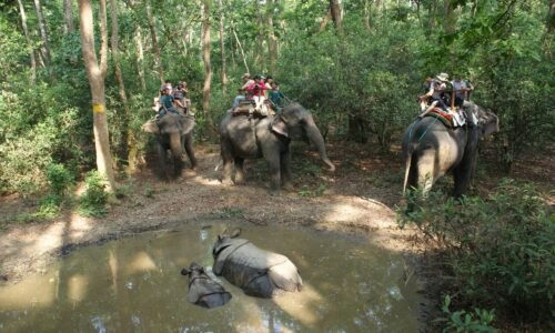 Elephant Riding on forest